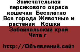 Замечательная персикового окраса кошечка. Бесплатно - Все города Животные и растения » Кошки   . Забайкальский край,Чита г.